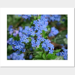 Forget-me-nots (Myosotis) Posters and Art